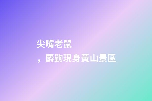 尖嘴老鼠，麝鼩現身黃山景區